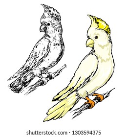 Hand drawn sketch illustration parrot cockatoo on a white background
