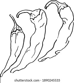 hand drawn sketch illustration of a pepper chili