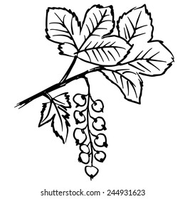 hand drawn, sketch illustration of red currants