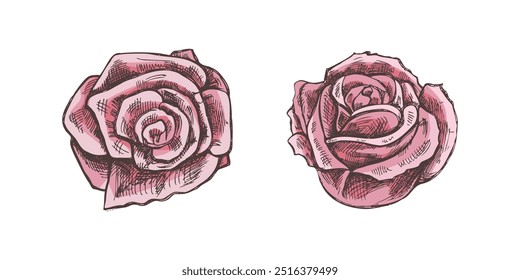 Hand drawn sketch illustration of rose. Vector tattoo design element. Vintage illustration.	
