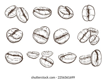 Hand drawn sketch, Illustration Set Coffee beans on 
white background, outline monochrome ink style 
for artwork, logo, packaging vector.