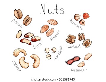 Hand drawn sketch illustration set kind of nuts cashew, peanuts, almonds, macadamia, hazelnuts,pecan, brazil, walnut with lettering colored vector