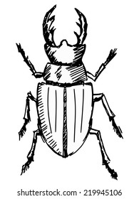 hand drawn, sketch illustration of stag-beetle