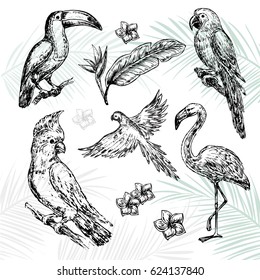 hand drawn sketch illustration Tropical birds