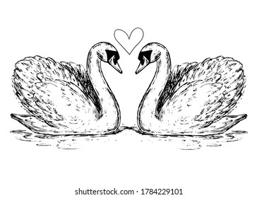 Hand drawn sketch illustration with wedding swans on white background