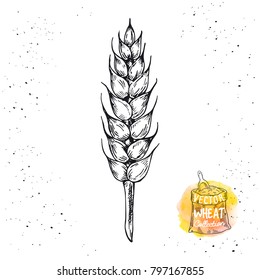 Hand drawn sketch illustration of wheat. Wheat ear isolated print. Agriculture theme concept. Vector wheat elements for label, packaging, logo.