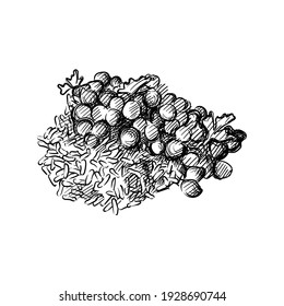 Hand drawn sketch of Indian Paneer Butter Masala on a white background. Indian cuisine. Food. Meals. 