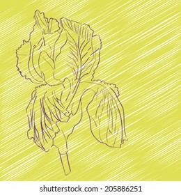Hand drawn sketch of an iris flower over a dark yellow background, greeting card