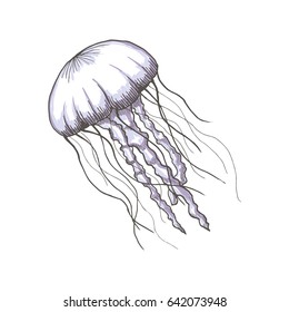 Hand drawn sketch isolated jellyfish, marine animals - Stock Vector illustration
