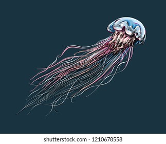 Hand drawn sketch of jellyfish in color, on a dark background. Detailed drawing in the style of vintage. Vector illustration