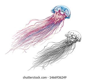 Hand drawn sketch of jellyfish in color, isolated on white background. Detailed drawing in the style of vintage. Vector illustration