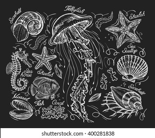 Hand drawn sketch jellyfish, starfish, scallop, conch, coral, mussel, fish, sea horse. Vector illustration