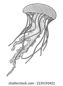 Hand drawn sketch of jellyfish. Vector Vintage Engraving Illustration
