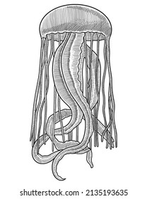 Hand drawn sketch of jellyfish. Vector Vintage Engraving Illustration