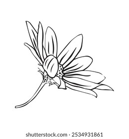 Esboço desenhado à mão da flor da alcachofra de Jerusalém ou planta Helianthus tuberosus isolado no fundo branco.