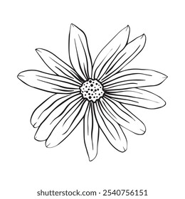 Esboço desenhado à mão da flor da alcachofra de Jerusalém ou planta Helianthus tuberosus isolado no fundo branco.