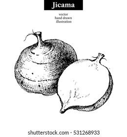 Hand drawn sketch jicama. Vector isolated vegetable food illustration