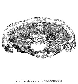 Hand drawn Sketch of lamb meat slice. Beef meat, lamb leg. Butcher shop product. Raw meat, detailed ink food illustration.