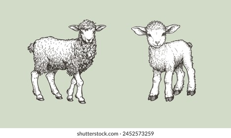 Hand drawn sketch lambs set. Farm animals vintage woodcut engraving style. Vector illustrations collection.