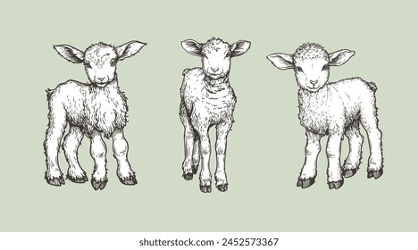 Hand drawn sketch lambs set. Farm animals vintage woodcut engraving style. Vector illustrations collection.