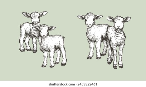 Hand drawn sketch lambs set. Farm animals vintage woodcut engraving style. Vector illustrations collection.