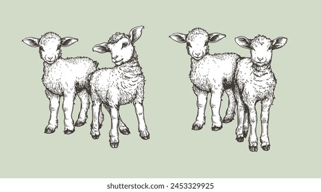 Hand drawn sketch lambs set. Farm animals vintage woodcut engraving style. Vector illustrations collection.