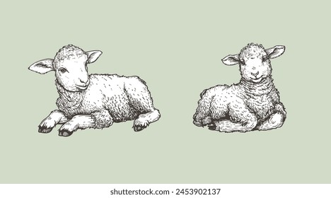 Hand drawn sketch lambs set. Farm animals vintage woodcut engraving style. Vector illustrations collection.