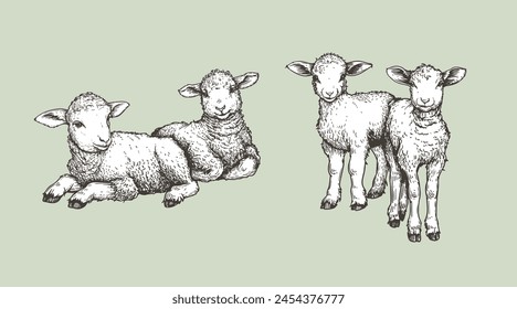 Hand drawn sketch lambs set. Farm animals vintage woodcut engraving style. Vector illustrations collection.