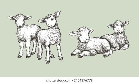 Hand drawn sketch lambs set. Farm animals vintage woodcut engraving style. Vector illustrations collection.