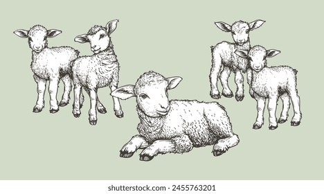 Hand drawn sketch lambs set. Farm animals vintage woodcut engraving style. Vector illustrations collection.