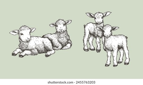 Hand drawn sketch lambs set. Farm animals vintage woodcut engraving style. Vector illustrations collection.