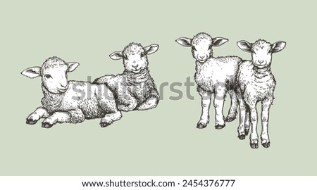 Hand drawn sketch lambs set. Farm animals vintage woodcut engraving style. Vector illustrations collection.