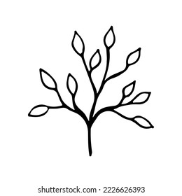 Hand drawn sketch leaf isolated on white background