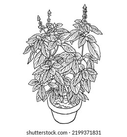 Hand drawn sketch Lemon Basil in a Flowerpot isolated on white Background, illustration vector