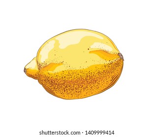 Hand drawn sketch of lemon in color. Isolated on white background. Drawing for posters, decoration and print. Vector illustration