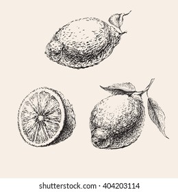 Hand Drawn Sketch of  Lemons Set Vector
