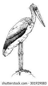 Hand drawn sketch of a lesser adjutant stork (Leptoptilos Javanicus)