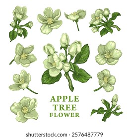 Hand drawn sketch of light yellow Apple tree flowers. Vector illustration of spring Apple flowers, buds and leaves. Botanical colored drawing of blossom isolated on a white background. Vintage style