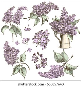 Hand drawn sketch of lilac flowers in vintage style