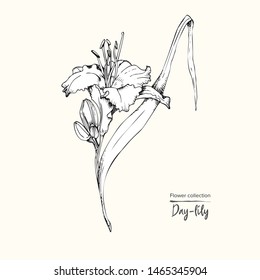 Hand drawn sketch of lily-day, single bud Detailed vintage botanical illuatration. Floral black silhouette isollated on white background Creative graphic art in engraving style Vector illustration