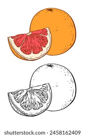 Hand drawn sketch linen grapefruit black and white and color linen vector illustration on white background.