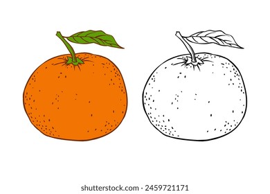 Hand drawn sketch linen mandarin black and white and color linen vector illustration on white background.