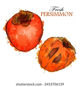 Hand drawn sketch linen persimmon vector watercolor illustration on white background. Template for healthy eco nature organic products and cosmetics.