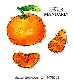 Hand drawn sketch linen watercolor  mandarine vector illustration on white background. Template for healthy eco nature organic products and cosmetics.