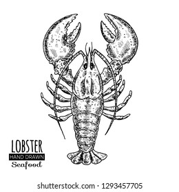 Hand drawn sketch lobster.