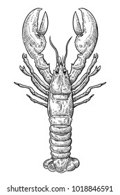 hand drawn sketch lobster illustration. seafood vector