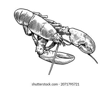 hand drawn sketch lobster illustration. seafood vector. engraving line