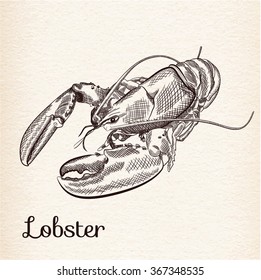 Hand drawn sketch of Lobster with two claws. Vector illustration.