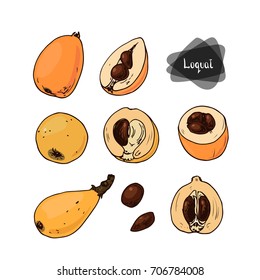 Hand drawn sketch loquat fruit on white background. Japanese medlar set. Color illustration.