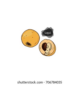 Hand drawn sketch loquat fruit on white background. Japanese medlar. Color illustration.